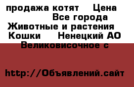 продажа котят  › Цена ­ 15 000 - Все города Животные и растения » Кошки   . Ненецкий АО,Великовисочное с.